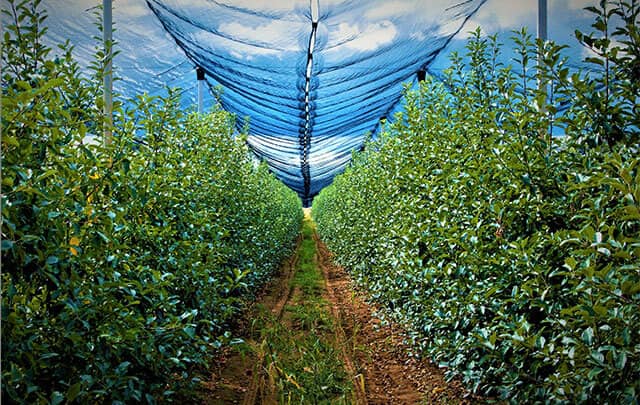 agricultural nets for anti hail