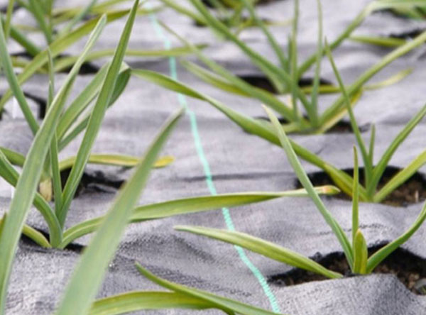 Weed Mat With Holes