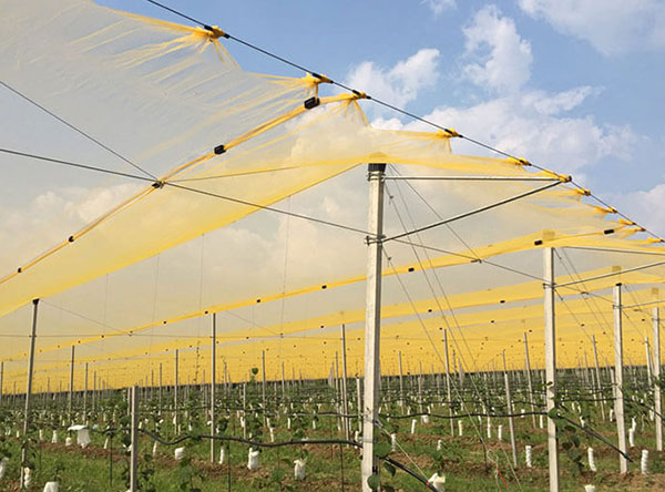 Crop Hail Netting