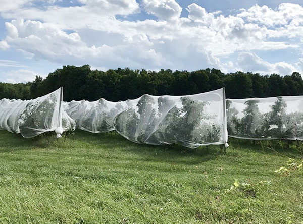 Diamond Hail Netting