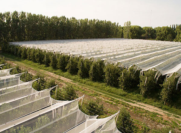 Hdpe Woven Hail Nets