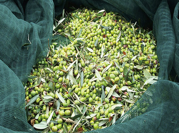 Olive Harvesting Nets