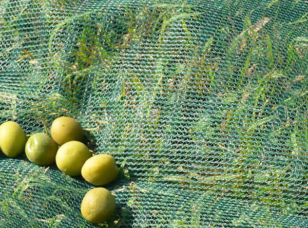Weaving Olive Netting