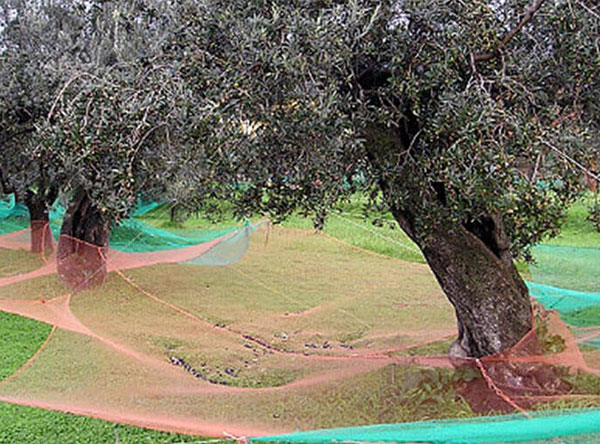 HDPE Harvest Nets