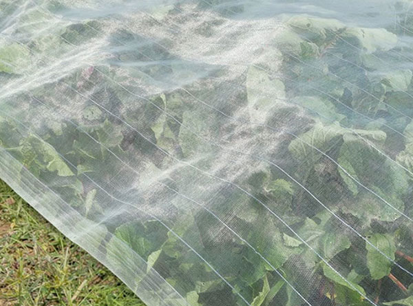 Woven Anti Insect Netting