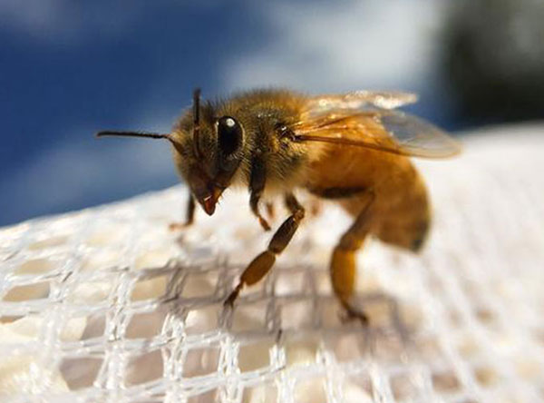 Garden Plastic Insect mesh